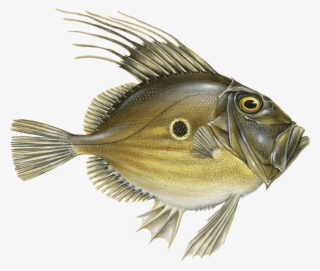 Zeus Faber John Dory - John Dory #5070243