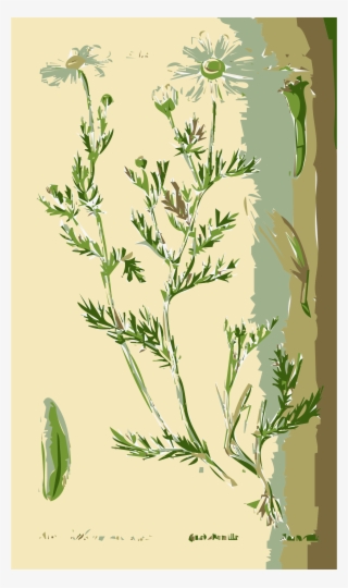 This Free Icons Png Design Of Illustration Of The Anthemis #5070819