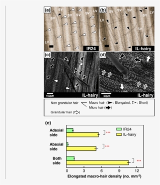 Light Microscopic And Scanning Electronic Microscopic - Common Fig #5071444