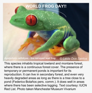 Leida Dos Santos On Twitter Wfd Froffutureourfuture - Red-eyed Tree Frog #5075105