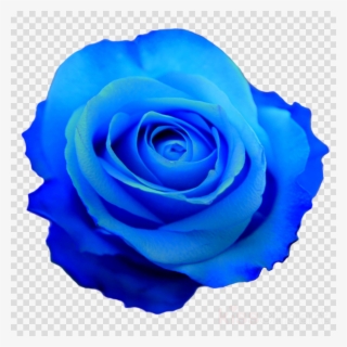 Blue Rose Transparent Clipart Blue Rose - Flor Azul En Png #5077697
