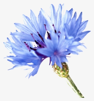 Single Cornflower Png #5077765