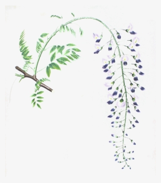 Flora Japonica - Wisteria Sinensis #5079145