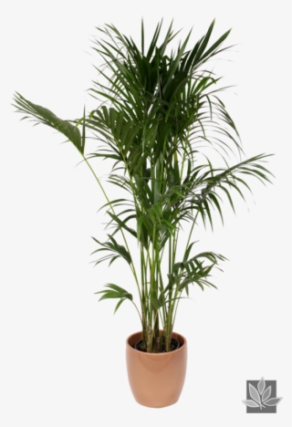 Howea Forsteriana Chamaedorea Elegans - Howea Forsteriana Ravenea Areca #5084716