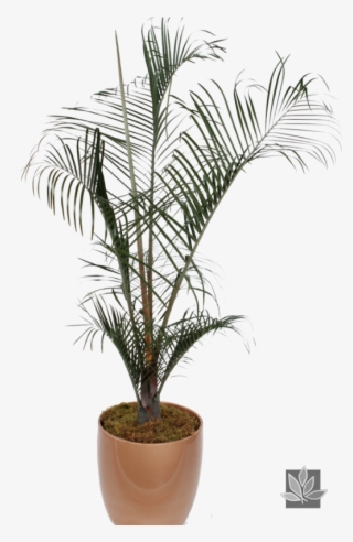 Category - Coconut #5086060