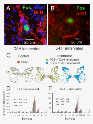 Bnoga Faculty Page Figure-png Format - Doctor Of Philosophy #5086782