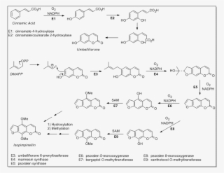 File - Chem257 - 2 - Chemistry Functional Groups #5089490