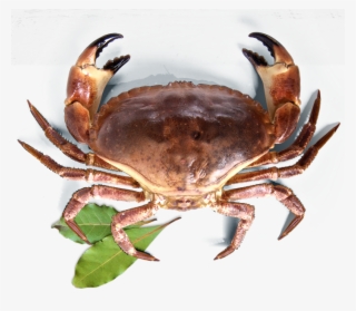 Galeria - Dungeness Crab #5089875