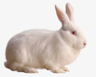 Transparent White Bunny Rabbit Png - Rabbit Png #5090793