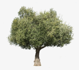 Olea Europaea Iii - Arboles Con Formato Png #5097817