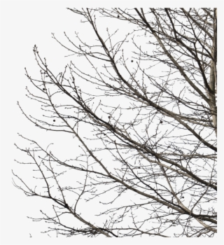 Winter tree clipart. Free download transparent .PNG