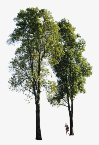 Populus Nigra Group People - Tree Png High Quality #5098530