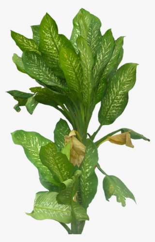 Tree Psd, Tree Cut Out, Autocad, Shrub, Trees To Plant, - Tree #5098575 Tree Psd, Tree Cut Out, Autocad, Shrub, Trees To Plant, - Tree #5098575