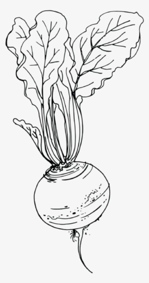 Svg Library Download Beet Drawing At Getdrawings - Beetroot Sketch Png #510043