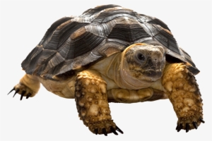 Turtle Png - Tortoise Png #510199