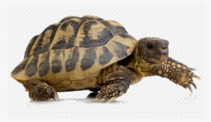 Tortoise Png Image Background - Turtle Png #510221