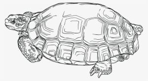 This Free Icons Png Design Of Desert Tortoise #510343