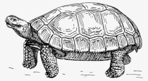 Tortoise Png #510398 Tortoise Png #510398