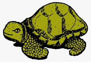Tortoise Png #510423 Tortoise Png #510423