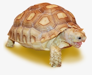 Sulcata Tortoise - Sulcata Tortoise Shell #510505