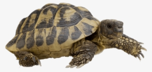 Hermann's Tortoise Walking - Hermann Tortoise #510615