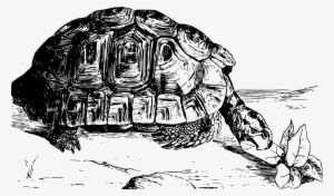 This Free Icons Png Design Of Moorish Tortoise #510664
