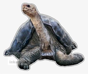 Pinta Island Tortoise Decal - Drawing Of Colored Tortoise #510692