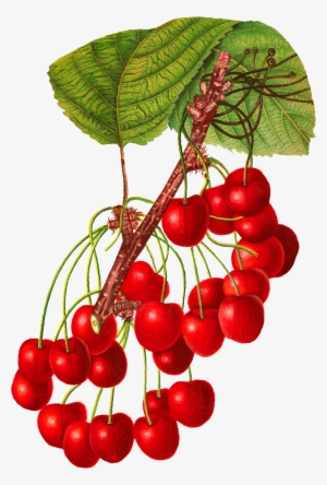 Stunningly Gorgeous Digital Cherry Download Clip Art #510739 Stunningly Gorgeous Digital Cherry Download Clip Art #510739