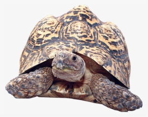Clipart Turtle Gopher Tortoise - Tortoise Png Transparent #510740