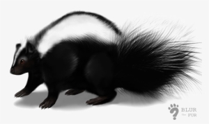 Skunk Transparent Image - Skunk Png #510812