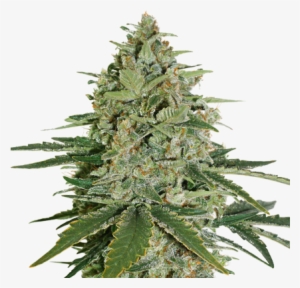 Super Skunk Feminized - Super Skunk Seed Stockers #510906