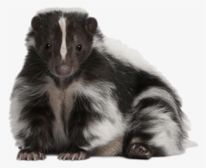 Cute Skunk - Skunk Transparent #510928
