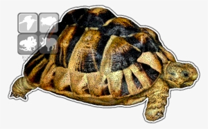 Egyptian Tortoise Decal - Egyptian Or Kleinmann's Tortoise Mug #510991