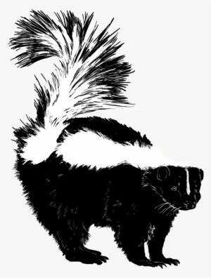Skunk #510993