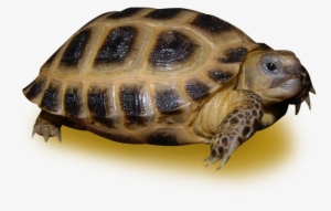 Russian Tortoise #511031
