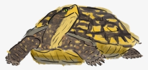 I Think That The Moral Of This Fable Is That Being - Desert Tortoise #511054