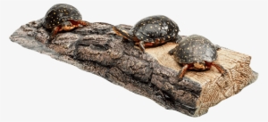 Spotted Turtle #511225