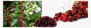 Raw, Sun-dried Cherries Are A Superfood - Cherries Growing #511268