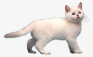 Image Frostkitirl Animal Jam - White Cat Transparent Background #511402