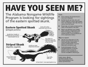 Compared To Its Larger Cousin The Striped Skunk , The - Eastern Spotted Skunk Range #511537