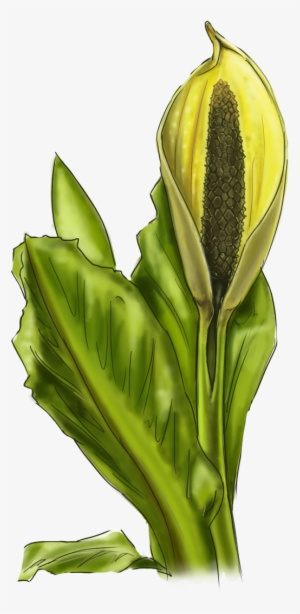 Skunk Cabbage - Portable Network Graphics #511642