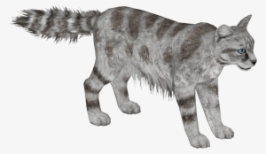 Andean Mountain Cat 4 - Wiki #511875