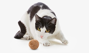 Cat Png - Cat Toys #512024