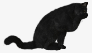 Cat Png - Черная Кошка Png #512449