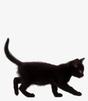 Black And White, Cat, And Overlays Image - Black Kitten Walking #512519