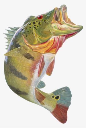 Skiff Life Peacock Bass Fishing Decal Sticker Randy - Peacock Bass Artwork #513386