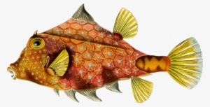 Angelfish Drawing Watercolor Painting Aquatic Animal - Boxfish By Ernst Haekel - Art Print - 12x18 Poster #513637