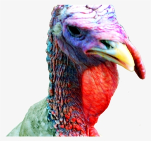 Turkey Bird Clipart Transparent Background - Clip Art #514170