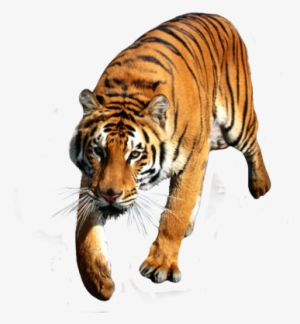 Tiger Run (stitched Background) Counted Cross Stitch #514244