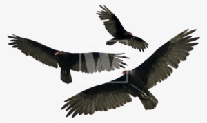 Turkey Vulture Isolated - Vultures Transparent Background #514883